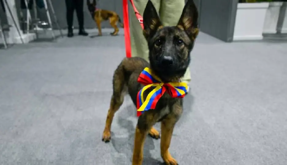 Gobierno venezolano entregó una perrita a las fuerzas armadas mexicanas en agradecimiento / @Defensa