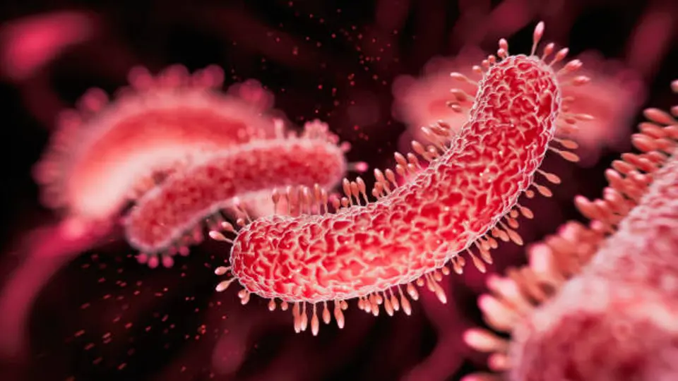 Florida suma 14 infecciones y dos muertes relacionadas con Vibrio vulnificus en lo que va del año./ Pixabay