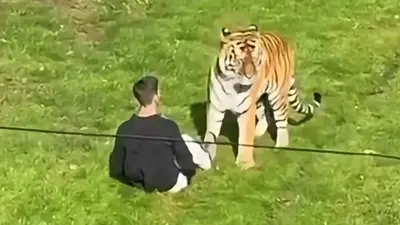 Hombre muere tras ser atacado por un tigre en parque de Inglaterra