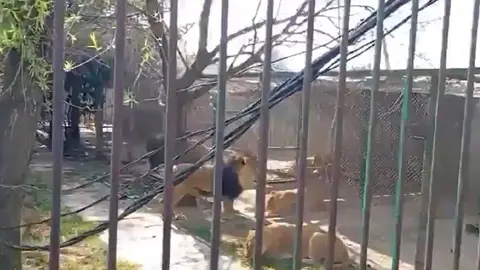 Los leones viven en un refugio ubicado en el municipio de Ocoyoacac/X: @RiGarciaJal