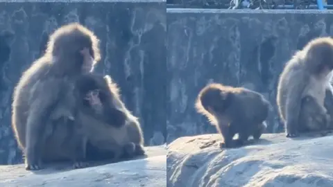 Cuando todos pensamos que Punch ya tenía un amigo, éste terminó por empujarlo al vacío / Especial
