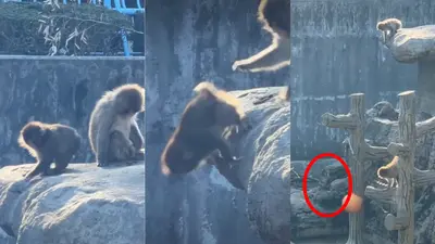 VIDEO: Mono “traiciona” a Punch y lo lanza desde un precipicio; la verdad detrás del momento