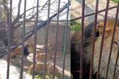 VIDEO: Leones atacan a hombre que entró a refugio y abrió sus jaulas en Edomex