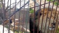 VIDEO: Leones atacan a hombre que entró a refugio y abrió sus jaulas en Edomex