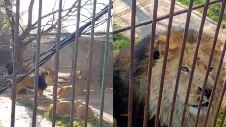 VIDEO: Leones atacan a hombre que entró a refugio y abrió sus jaulas en Edomex