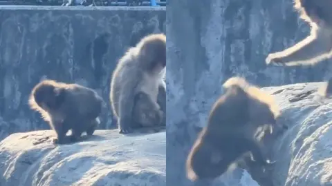 ¡Traicionero! El macaco aventó sin consideración a Punch desde una gran altura / Especial