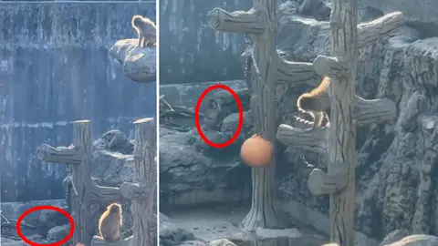 Los encargados del zoológicos afirman que el pequeño monito está sin lesiones / Especial