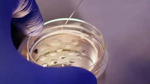 La fecundación in vitro es una técnica de reproducción asistida utilizada por miles de familias en México./ Pixabay