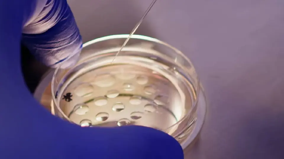 La fecundación in vitro es una técnica de reproducción asistida utilizada por miles de familias en México./ Pixabay