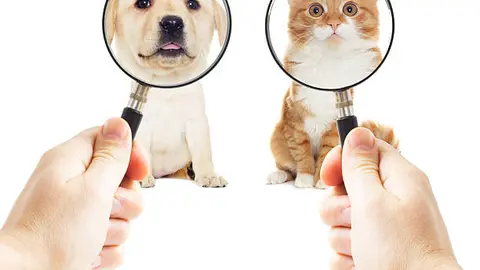 La búsqueda de mascotas perdidas en la Ciudad de México se ha convertido en un blanco para la delincuencia. / iStock
