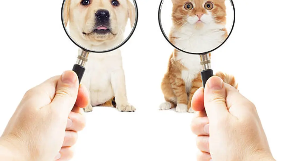 La búsqueda de mascotas perdidas en la Ciudad de México se ha convertido en un blanco para la delincuencia. / iStock