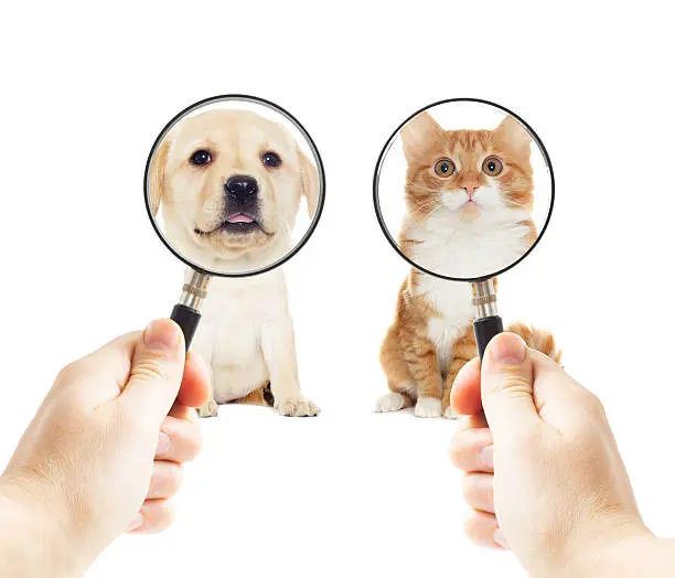 La búsqueda de mascotas perdidas en la Ciudad de México se ha convertido en un blanco para la delincuencia. / iStock