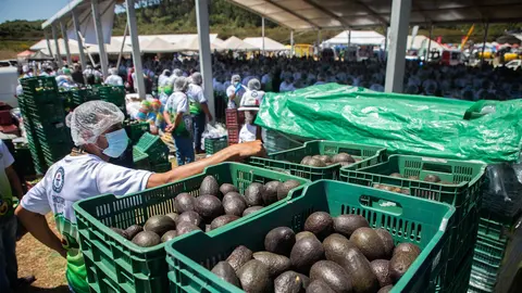 Más de 800 personas participaron en la preparación del guacamole más grande del mundo en Michoacán. / X: @TNnoticiasMx