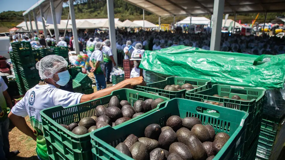 Más de 800 personas participaron en la preparación del guacamole más grande del mundo en Michoacán. / X: @TNnoticiasMx