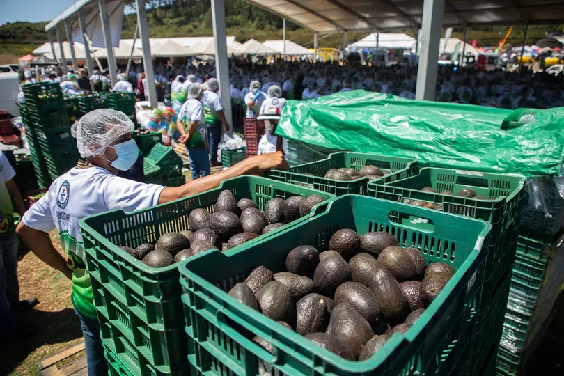 Más de 800 personas participaron en la preparación del guacamole más grande del mundo en Michoacán. / X: @TNnoticiasMx