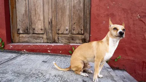 Extorsionadores contactan a víctimas tras rastrear publicaciones de mascotas extraviadas en redes sociales. / iStock