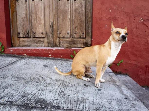 Extorsionadores contactan a víctimas tras rastrear publicaciones de mascotas extraviadas en redes sociales. / iStock