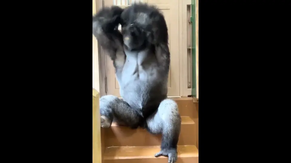 Al final, se quedó arrepentido por lo que partió mejor a otra parte del zoológico / Redes Sociales