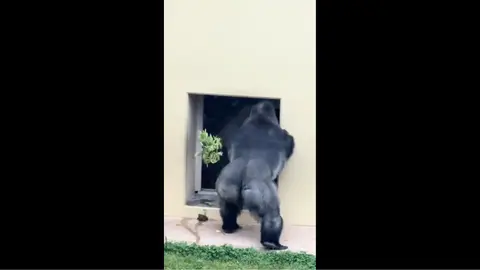 El gorila Kiyomasa tuvo una pelea con su pareja en un zoológico Japón / Redes Sociales