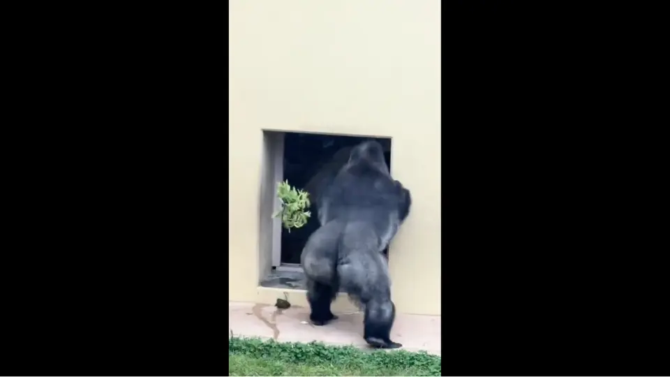 El gorila Kiyomasa tuvo una pelea con su pareja en un zoológico Japón / Redes Sociales