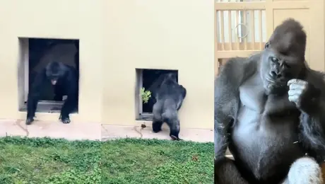 VIDEO: Gorila se pelea con su pareja y su reacción se te hará familiar