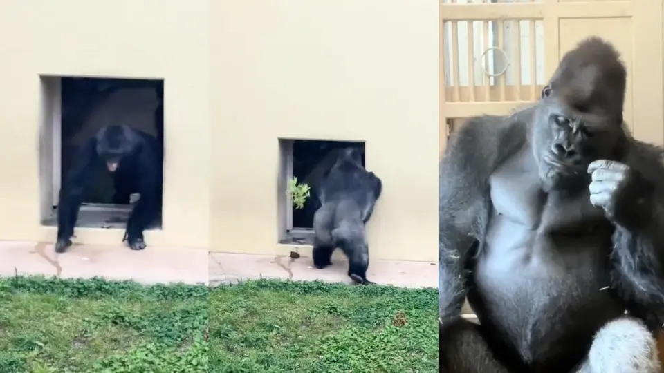 VIDEO: Gorila se pelea con su pareja y su reacción se te hará familiar