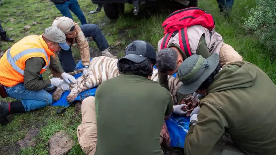 El ejemplar fue trasladado a las instalaciones de Reino Animal, donde recibió atención especializada / Especial