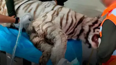 ¿De qué murió el tigre Kenzo? UNAM revela resultados de la necropsia