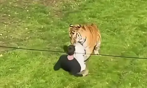 El Yorkshire Wildlife Park confirmó que el tigre Altai no será sacrificado tras el ataque que provocó la muerte de un visitante./ Captura de pantalla