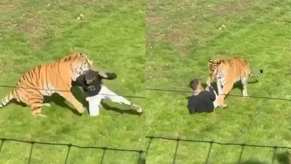¿Sacrificarán a Altai? Revelan qué pasará con el tigre que mató a un hombre en un zoológico de Inglaterra