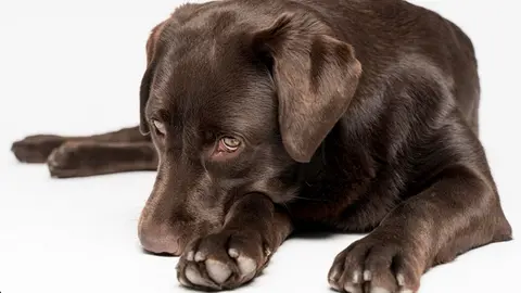 Puedes denunciar el maltrato animal ante las autoridades o llamando a Locatel / FREEPIK