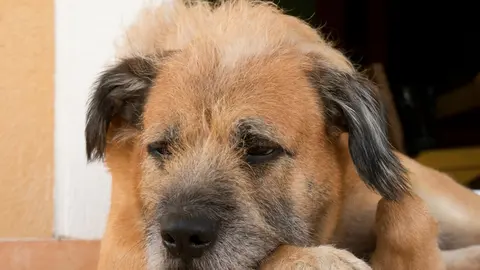 El maltrato animal se castiga hasta con 12 años de cárcel en la Ciudad de México / FREEPIK