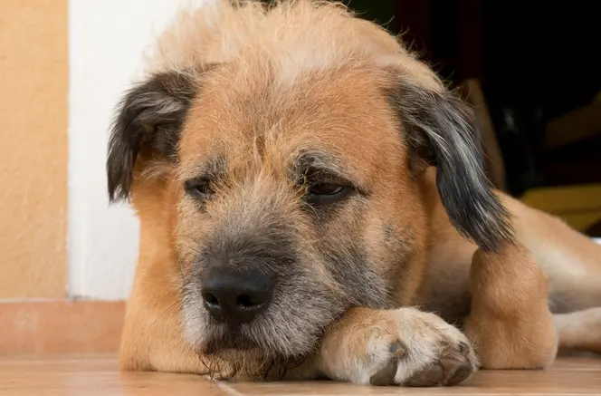 El maltrato animal se castiga hasta con 12 años de cárcel en la Ciudad de México / FREEPIK