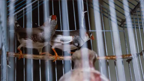 El abuso sexual contra los animales te costará una fuerte multa / FREEPIK