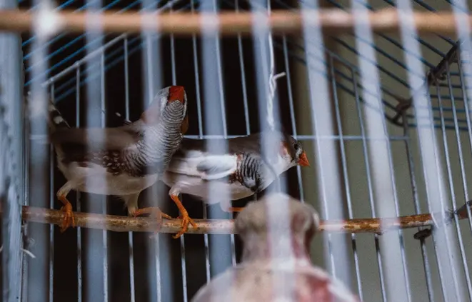 El abuso sexual contra los animales te costará una fuerte multa / FREEPIK