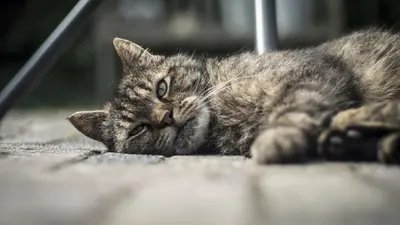 Maltrato animal en CDMX: varios años de cárcel y multas de hasta 281 mil pesos