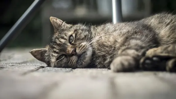 Maltrato animal en CDMX: varios años de cárcel y multas de hasta 281 mil pesos