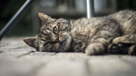 Maltrato animal en CDMX: varios años de cárcel y multas de hasta 281 mil pesos