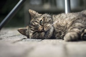 Maltrato animal en CDMX: varios años de cárcel y multas de hasta 281 mil pesos