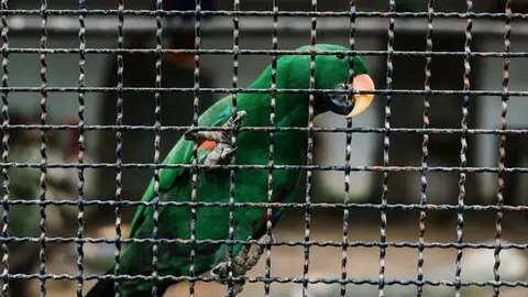 Promover el maltrato animal también es penado con prisión y multas / FREEPIK