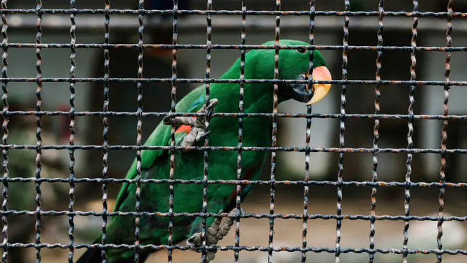 Promover el maltrato animal también es penado con prisión y multas / FREEPIK