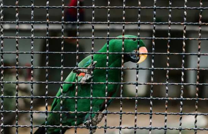 Promover el maltrato animal también es penado con prisión y multas / FREEPIK