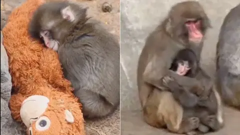 El nuevo peluche del Dr. Simi se suma a la fiebre por Punch, el primate japonés que enterneció a millones en redes sociales./ RS