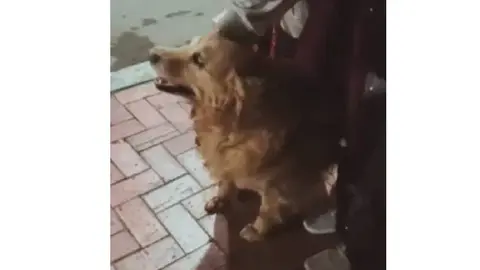El gesto de la familia para despedir a su mascota con música mexicana conmovió a miles de usuarios en internet./ Captura de pantalla