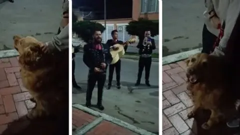 El emotivo momento en que un mariachi canta “Amor eterno” para despedir a la perrita Cattaleya se volvió viral en redes sociales./ Captura de pantalla