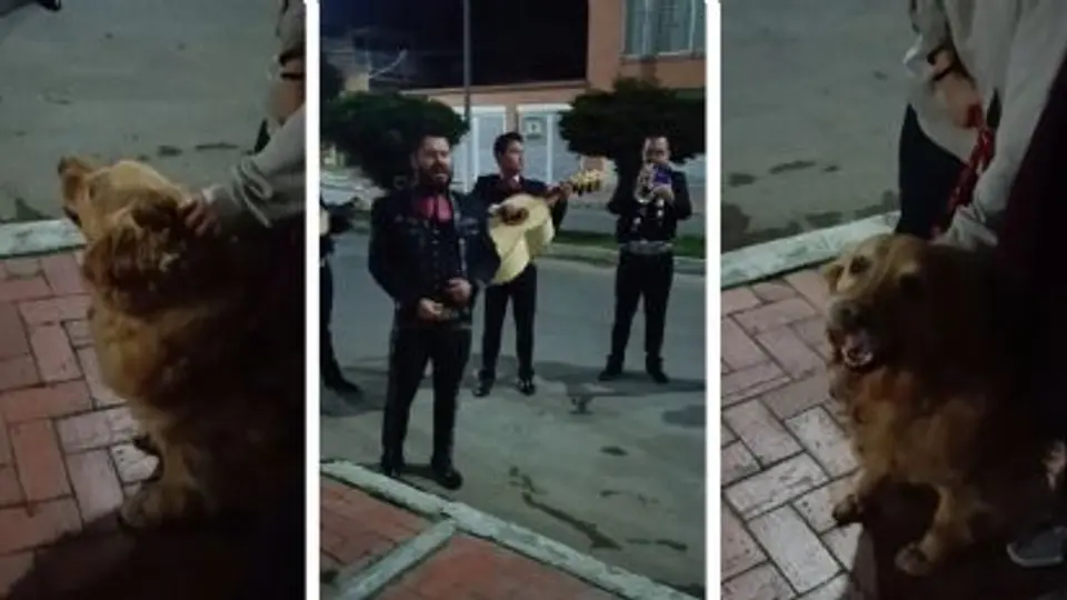 El emotivo momento en que un mariachi canta “Amor eterno” para despedir a la perrita Cattaleya se volvió viral en redes sociales./ Captura de pantalla