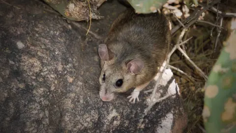 El hantavirus es una enfermedad viral zoonótica transmitida principalmente por roedores infectados. / iStock