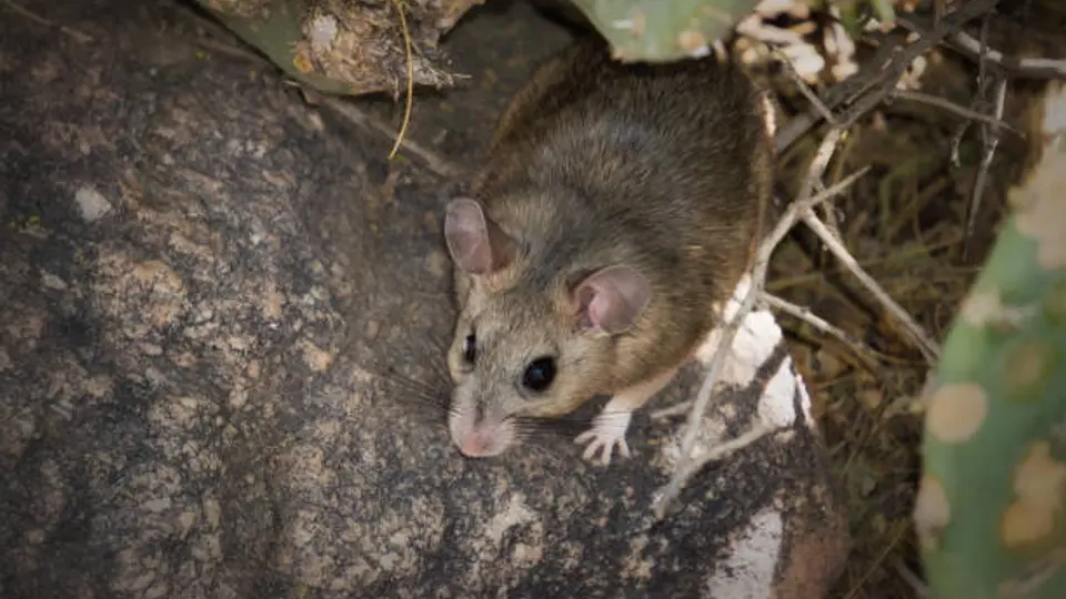 El hantavirus es una enfermedad viral zoonótica transmitida principalmente por roedores infectados. / iStock