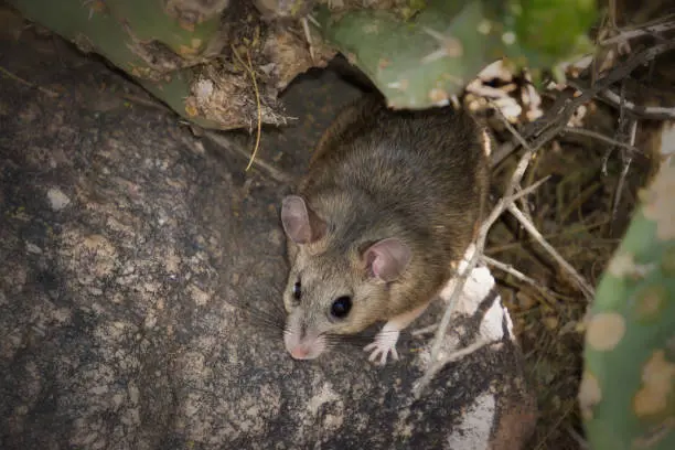 El hantavirus es una enfermedad viral zoonótica transmitida principalmente por roedores infectados. / iStock