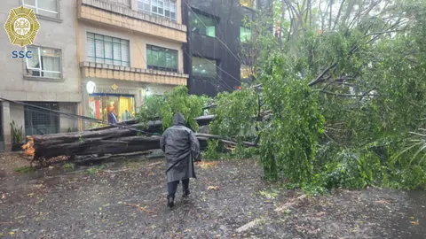 Un árbol cayó en la zona de Polanco durante la lluvia registrada esta tarde. / @OVIALCDMX